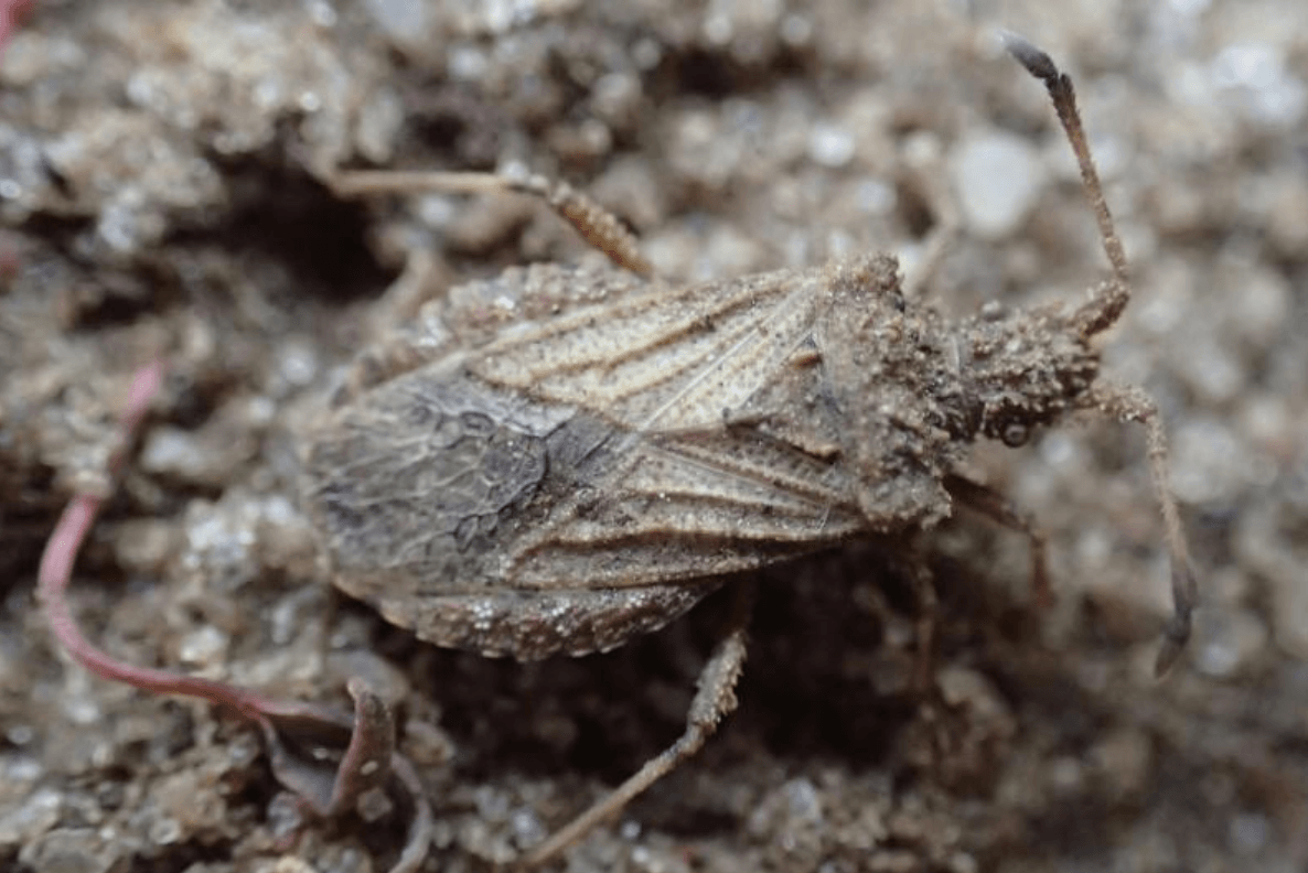 The Critically Rare Breckland Leatherbug