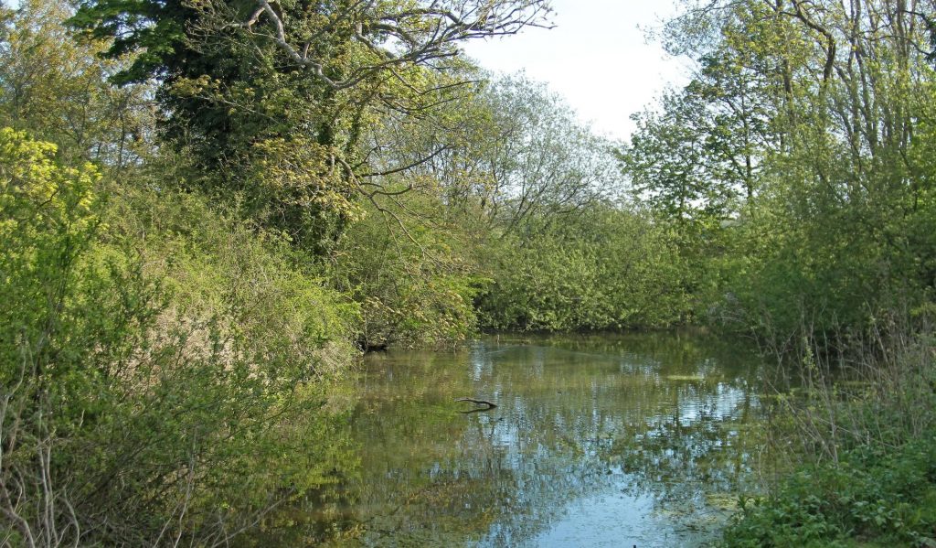 Restoring ghost ponds - Wild Ken Hill