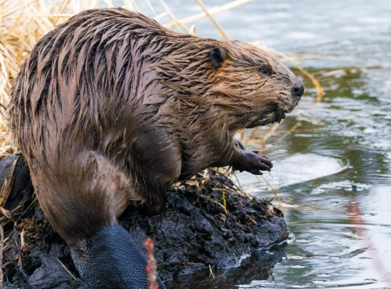 Beaver_wild_ken_hill