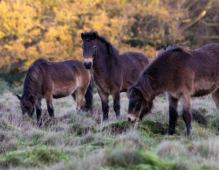 Exmoors