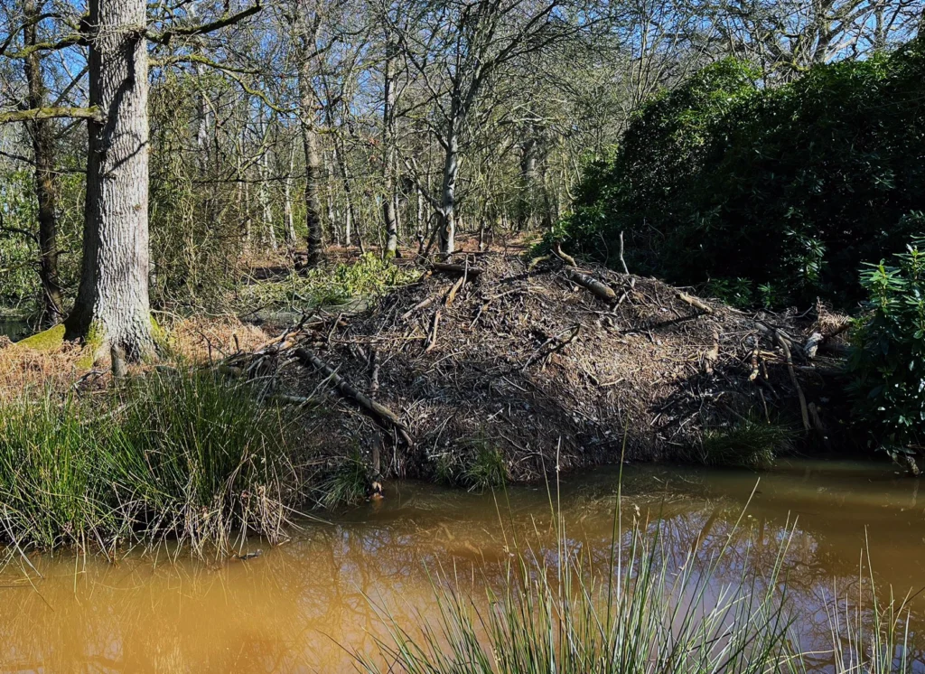beaver_lodge_at_wild_ken_hill