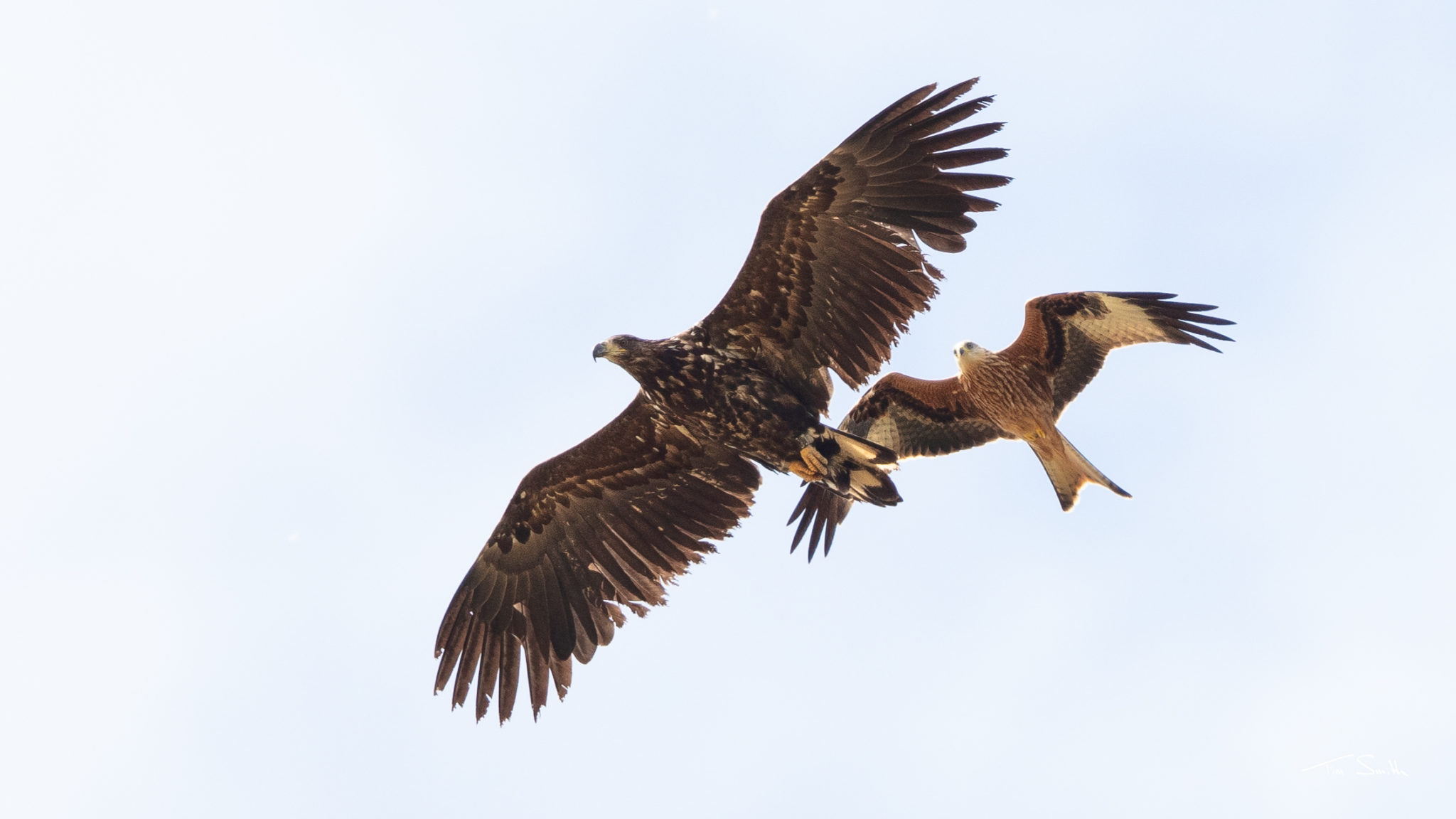 Eagle project on hold Wild Ken Hill