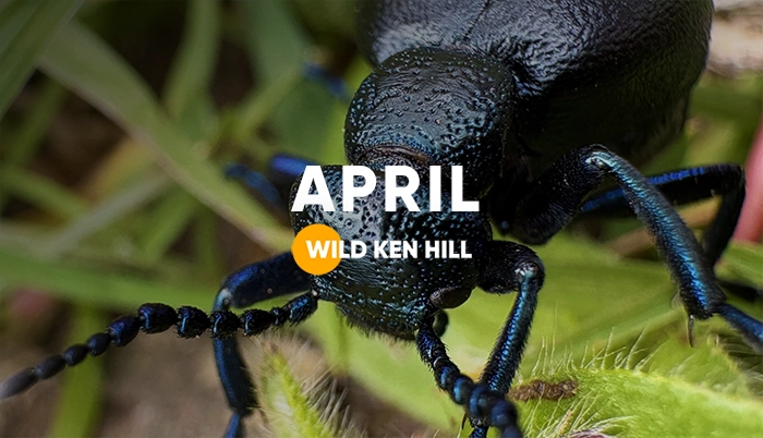https://wildkenhill.co.uk/wp-content/uploads/2026/06/Wild_Ken_Hill_News_April_2026-1.webp