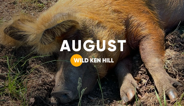 https://wildkenhill.co.uk/wp-content/uploads/2026/06/Wild_Ken_Hill_News_August-2025-1.webp