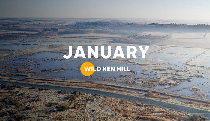 https://wildkenhill.co.uk/wp-content/uploads/2026/06/Wild_Ken_Hill_News_January_2026-1.webp