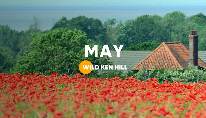 https://wildkenhill.co.uk/wp-content/uploads/2026/06/Wild_Ken_Hill_News_May2026.webp