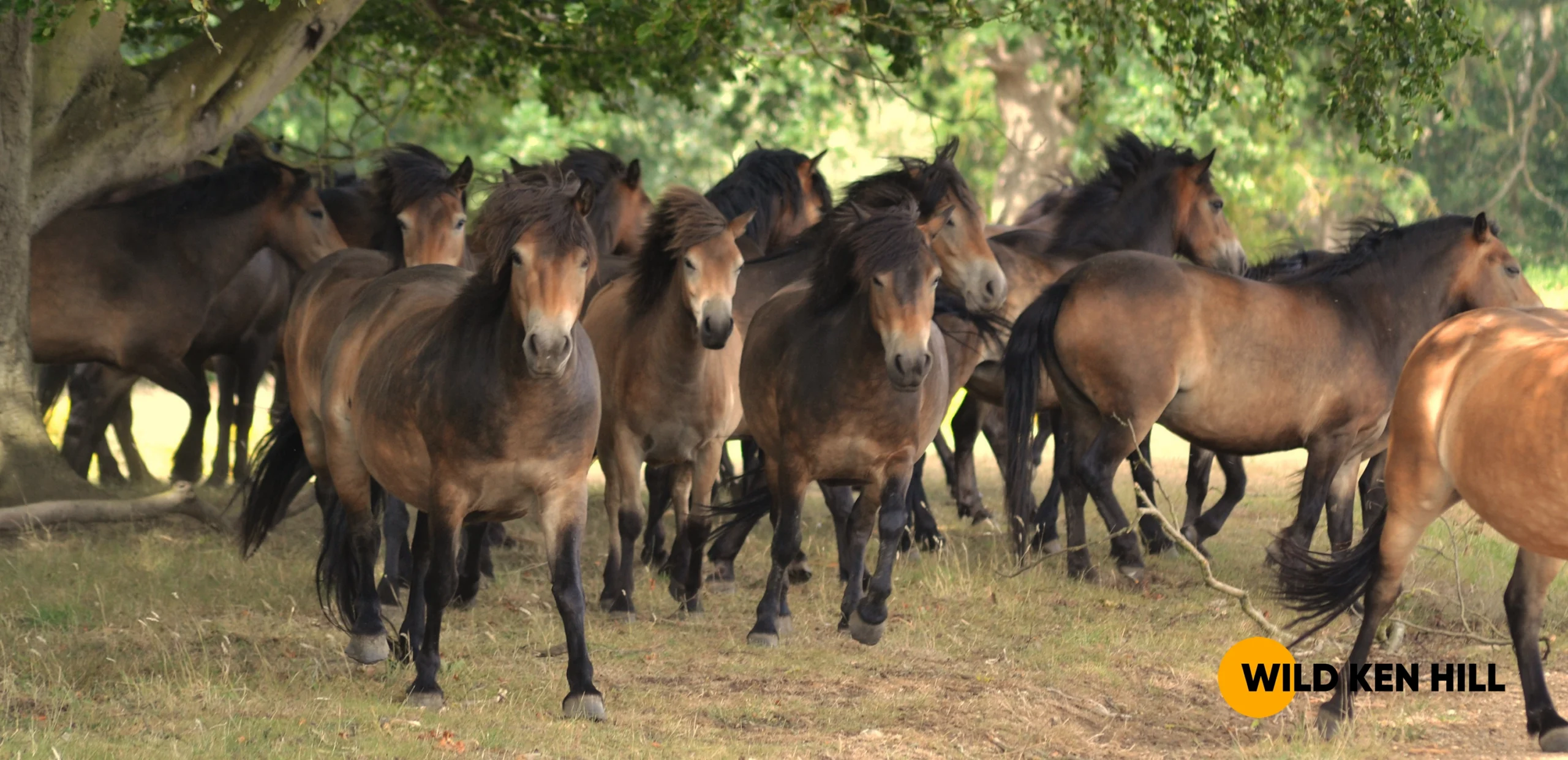 Exmoor Ponies in the rewilding area at Wild Ken Hill 2026