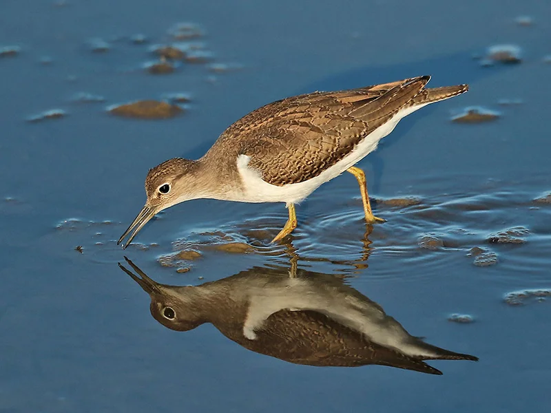 Common Sandpiper