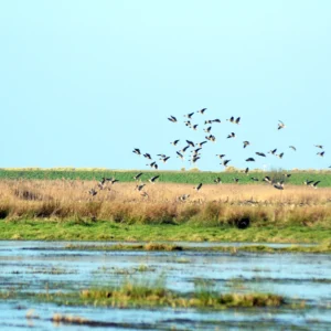 Wildfowl and Wader Walk