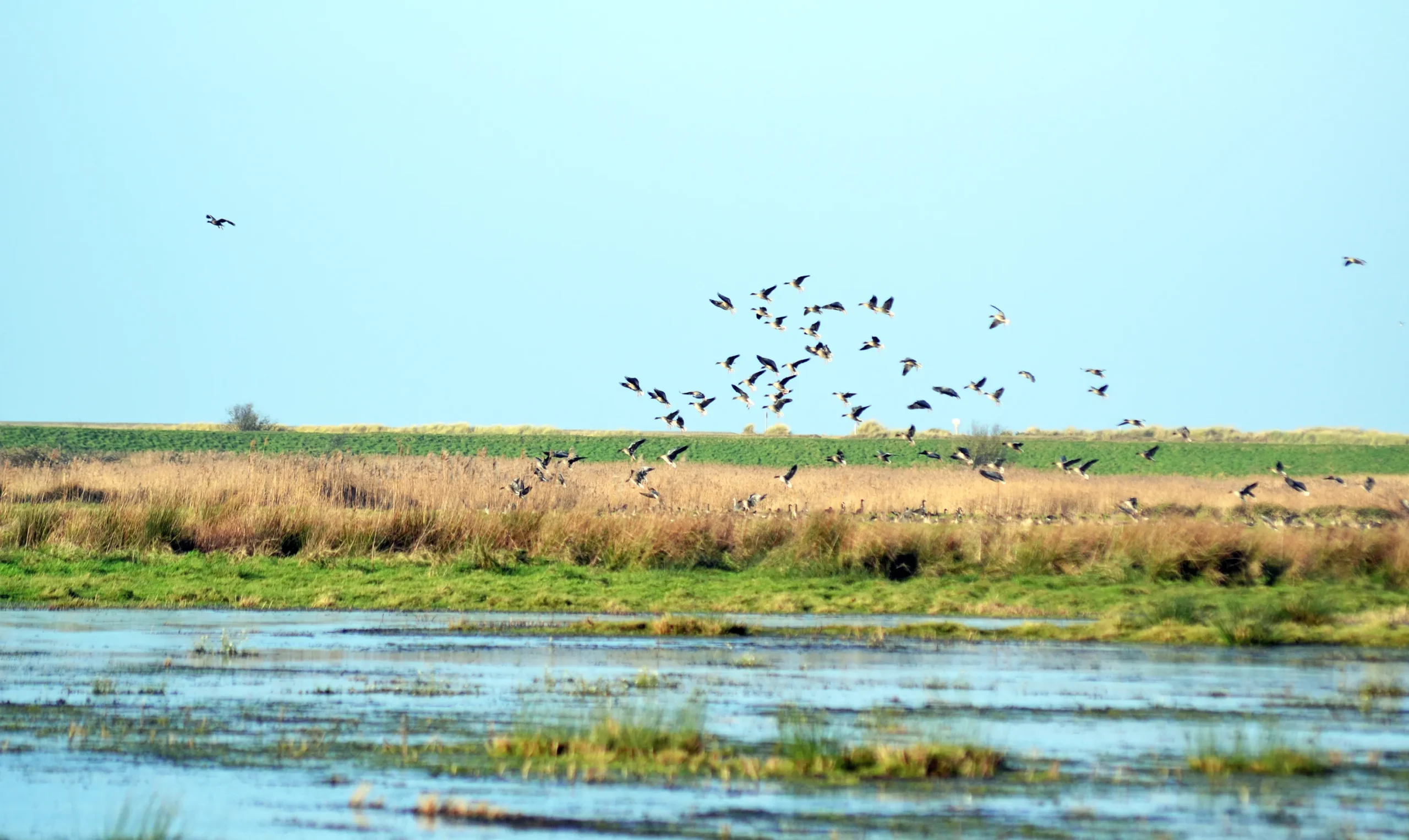 Geese_landing_2