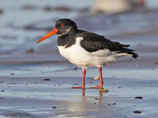 Oystercatcher