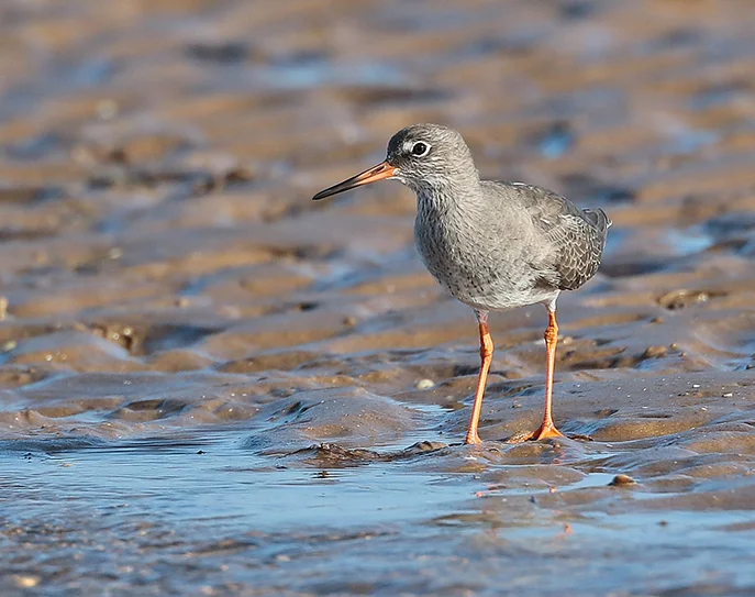 Redshank