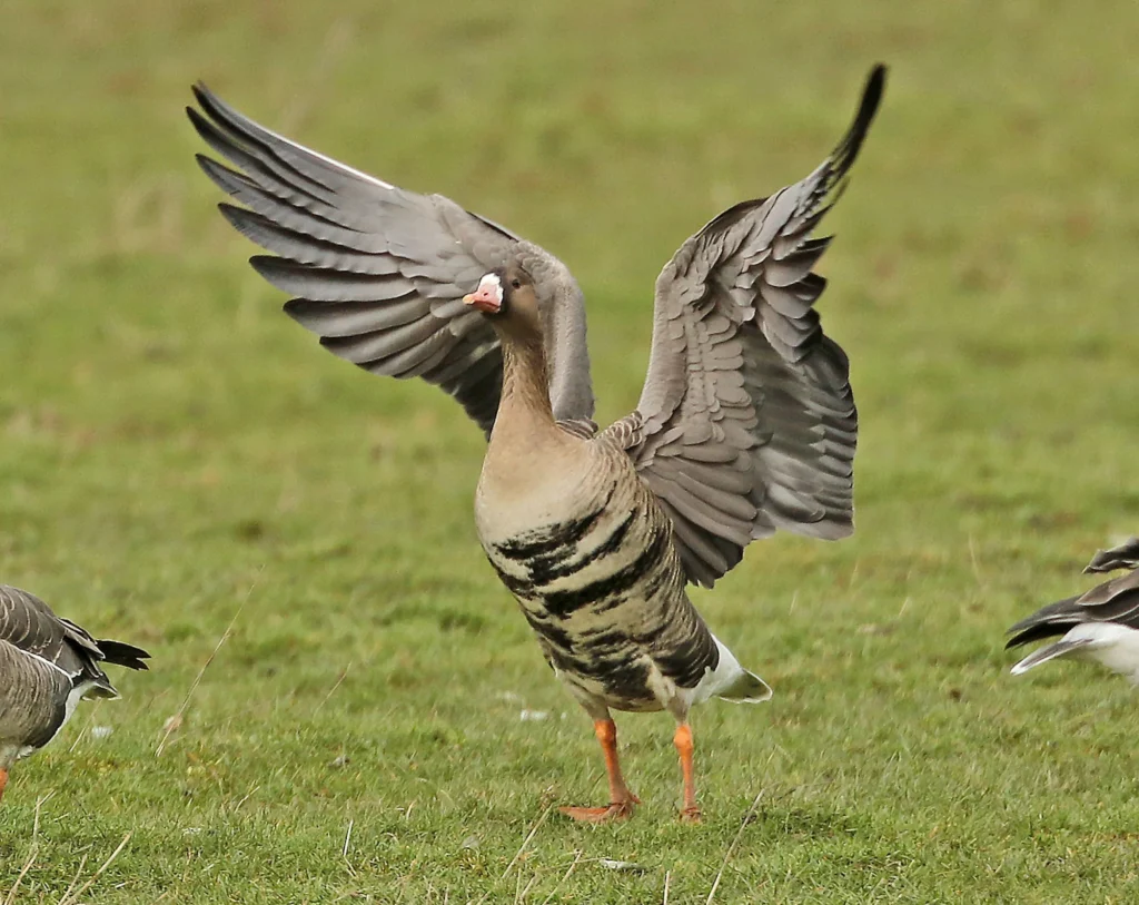 White Fronted Goose